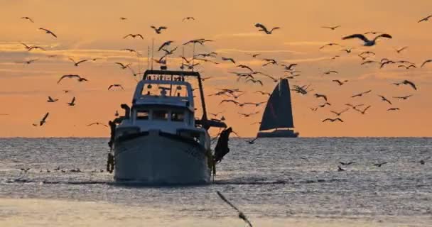 Αλιευτικά Σκάφη Που Επιστρέφουν Στο Λιμάνι Ηλιοβασίλεμα Γαλλία — Αρχείο Βίντεο