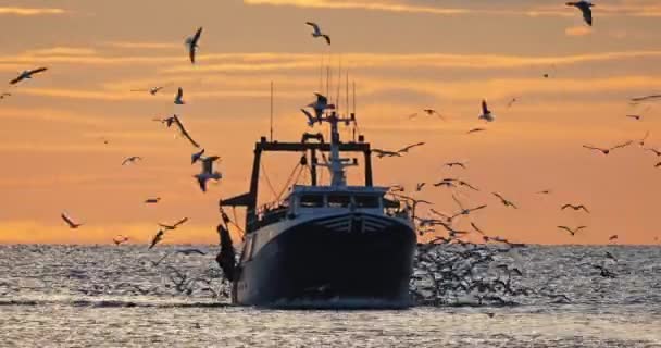 Fishing Boats Coming Back Harbour Sunset France — Stockvideo