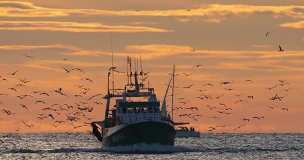 Barcos Pesca Que Regresan Puerto Atardecer Francia — Vídeo de stock