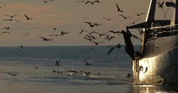 Sea Gulls Fishing Sunset Mediterranean Sea France — стоковое видео