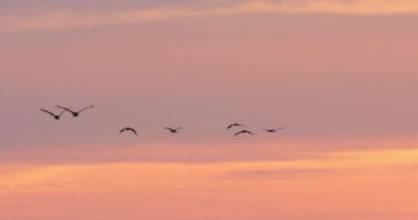 Camargue, Fransa 'da yaygın turna sürüsü