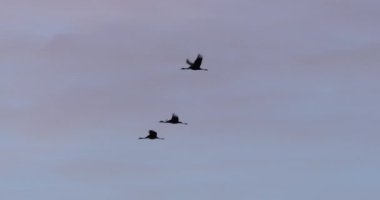 Camargue, Fransa 'da yaygın turna sürüsü