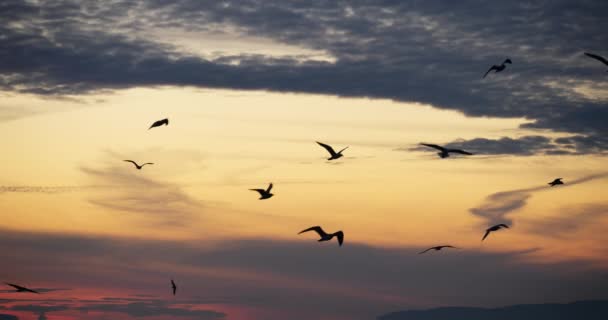 Σμήνος Θαλάσσιων Πτηνών Ηλιοβασίλεμα Μεσόγειο Θάλασσα Γαλλία — Αρχείο Βίντεο