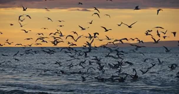 Sea Gulls Fishing Sunset Mediterranean Sea France — стокове відео