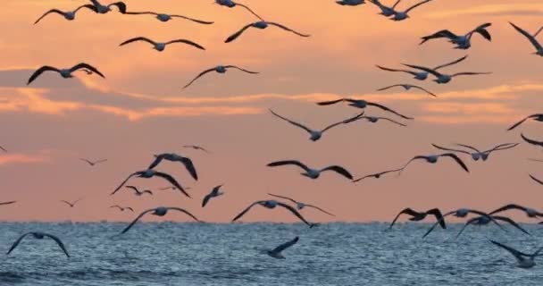 Flock Sea Birds Sunset Mediterranean Sea France — Stock Video