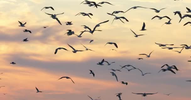 法国地中海日落时的海鸟群 — 图库视频影像