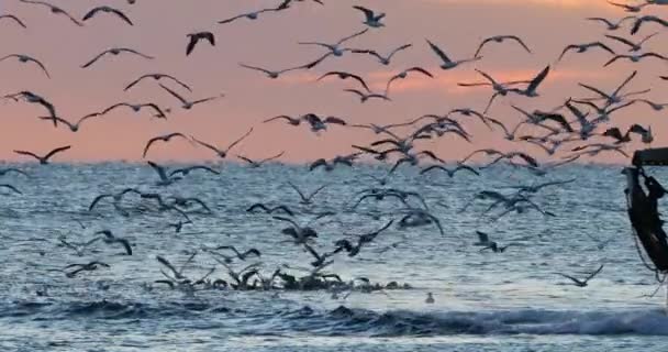 Sea Gulls Fishing Sunset Mediterranean Sea France — 图库视频影像