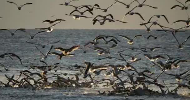 Sea Gulls Fishing Sunset Mediterranean Sea France — Stockvideo