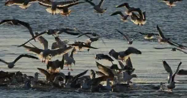 Sea Gulls Fishing Sunset Mediterranean Sea France — Stockvideo