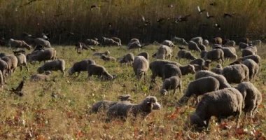 Fransa 'nın Provence tarlalarında otlayan bir grup koyun..