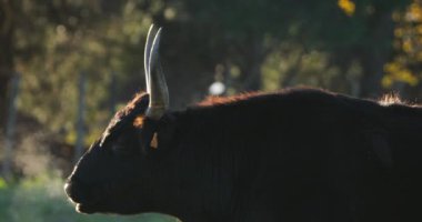 Camargue sığırları (Bos taurus) tarlalarda