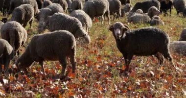 Fransa 'nın Provence tarlalarında otlayan bir grup koyun..