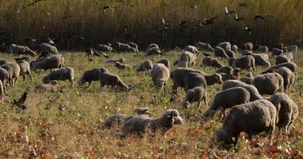 法国普罗旺斯田野的一群放羊 — 图库视频影像