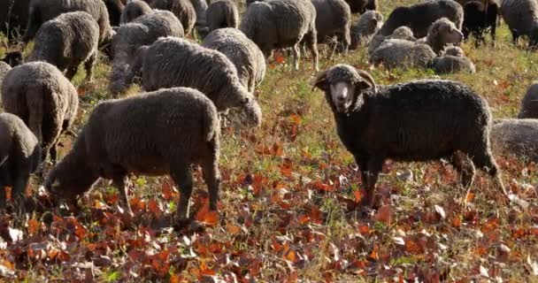 Grupo Pastoreo Ovejas Los Campos Provenza Francia — Vídeo de stock