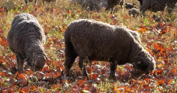 Schafgruppe Weidet Auf Den Feldern Der Provence Frankreich — Stockvideo