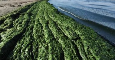Yeşil algler, Fransız Akdeniz kıyıları, Occitan, Fransa