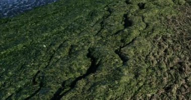 Yeşil algler, Fransız Akdeniz kıyıları, Occitan, Fransa