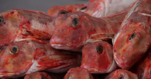 法国诺曼底摊位上的新鲜海鲜 — 图库视频影像