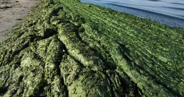 Groene Algen Franse Middellandse Zeekust Occitaans Frankrijk — Stockvideo