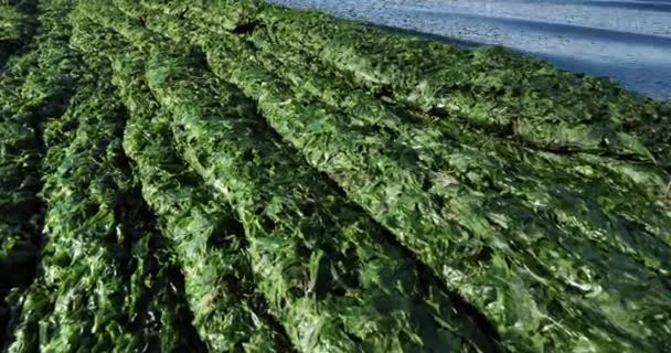 Alghe Verdi Costa Mediterranea Francese Occitano Francia — Video Stock