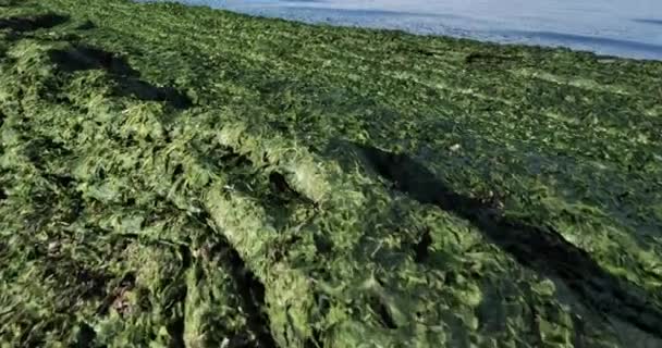Zielone Algi Francuskie Wybrzeże Morza Śródziemnego Occitan Francja — Wideo stockowe