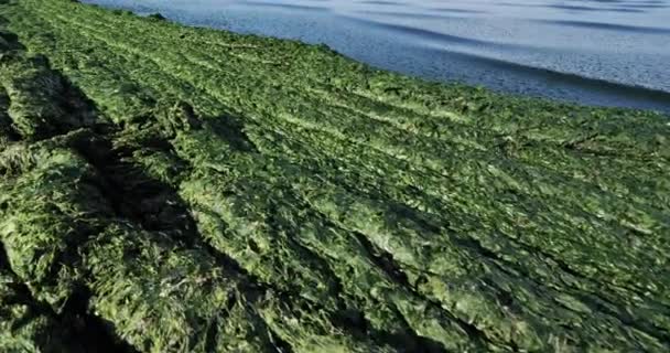 Yeşil Algler Fransız Akdeniz Kıyıları Occitan Fransa — Stok video