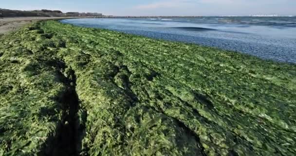 Algas Verdes Costa Mediterrânica Francesa Occitano França — Vídeo de Stock