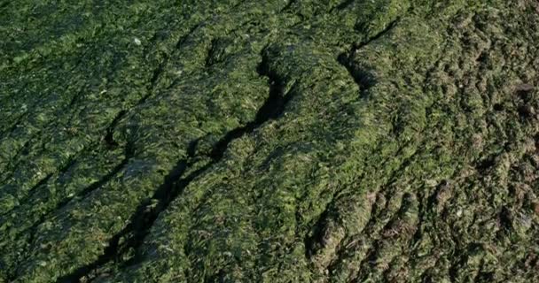 グリーン藻類 フランスの地中海の海岸線 フランス — ストック動画