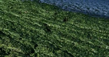 Yeşil algler, Fransız Akdeniz kıyıları, Occitan, Fransa