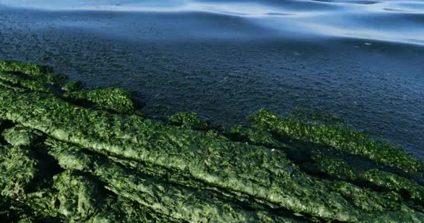 Зеленые Водоросли Французское Средиземноморское Побережье Окситанский Франция — стоковое видео