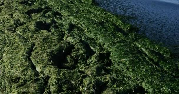 Alghe Verdi Costa Mediterranea Francese Occitano Francia — Video Stock