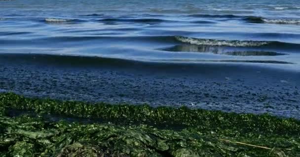 Зеленые Водоросли Французское Средиземноморское Побережье Окситанский Франция — стоковое видео