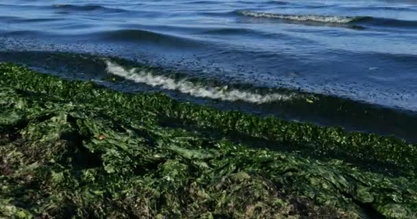Yeşil Algler Fransız Akdeniz Kıyıları Occitan Fransa — Stok video