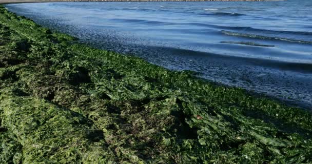 Algas Verdes Costa Mediterránea Francesa Occitano Francia — Vídeos de Stock