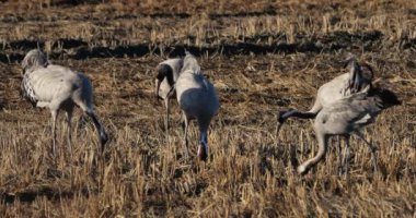 Camargue, Fransa 'da yaygın turna sürüsü