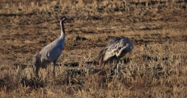 Camargue, Fransa 'da yaygın turna sürüsü