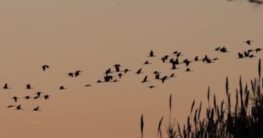 Camargue, Fransa 'da yaygın turna sürüsü