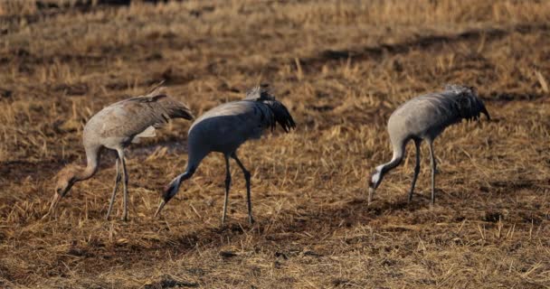 Flock Common Cranes Camargue France — Stock Video