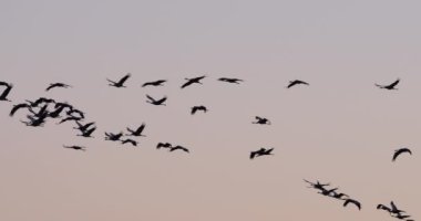 Camargue, Fransa 'da yaygın turna sürüsü