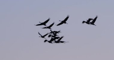 Camargue, Fransa 'da yaygın turna sürüsü