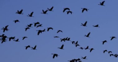 Camargue, Fransa 'da yaygın turna sürüsü