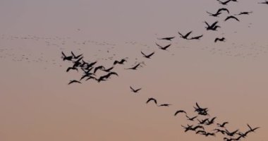 Camargue, Fransa 'da yaygın turna sürüsü