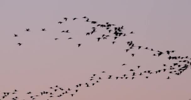 Flock Glossy Ibis Camargue Γαλλία — Αρχείο Βίντεο