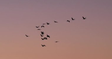 Camargue, Fransa 'da yaygın turna sürüsü