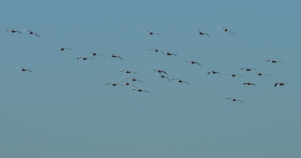 Flock Black Headed Gulls Chroicocephalus Ridibundus Flying Camargue France — Stock Video