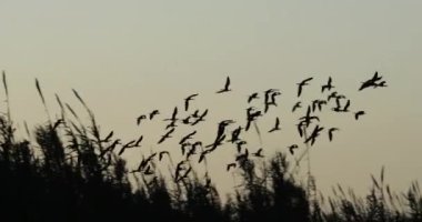 Parlak aynak, Plegadis falcinellus, Camargue, Fransa