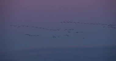 Camargue, Fransa 'da yaygın turna sürüsü