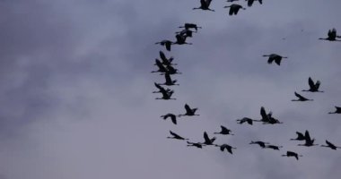 Camargue, Fransa 'da yaygın turna sürüsü