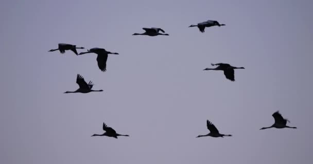 Flock Gemensamma Tranor Camargue Frankrike — Stockvideo