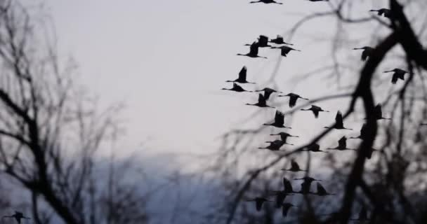 Flock Common Cranes Camargue France — Stock Video